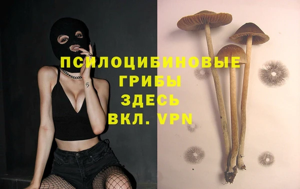 прущие грибы Бердск